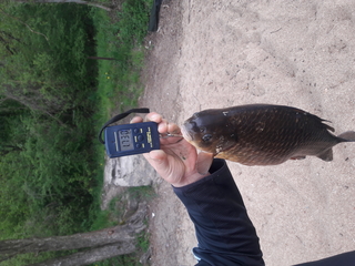 Crucian carp