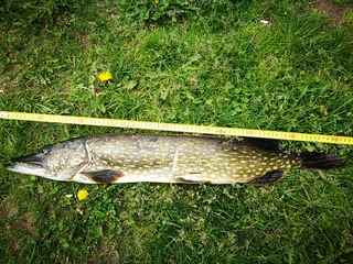 Northern Pike