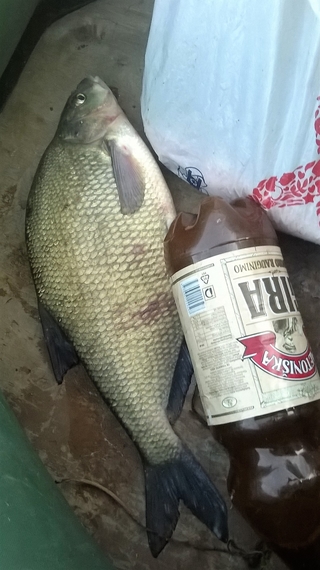 Carp bream