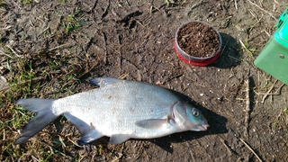 Carp bream