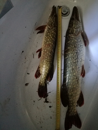 Northern Pike