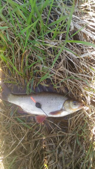 Ide Catching Ide, 1lb 7oz, 1ft , cought at 05/13/2017 - information about the catch ...