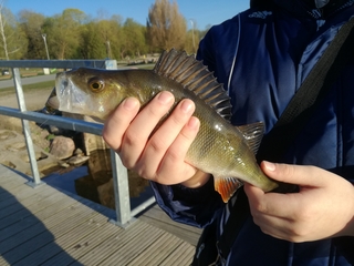 Eurasian perch