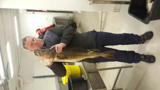 Atlantic cod