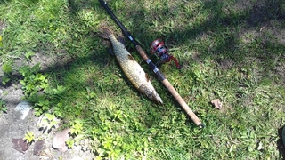 Northern Pike