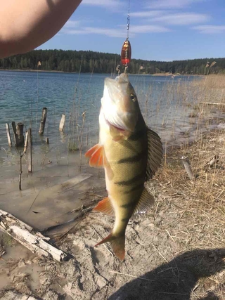 Eurasian perch