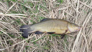 Tench