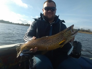 Brown Trout