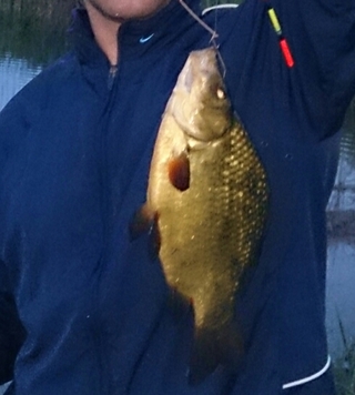 Crucian carp