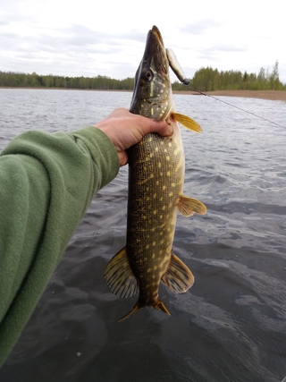 Northern Pike