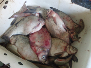 Carp bream