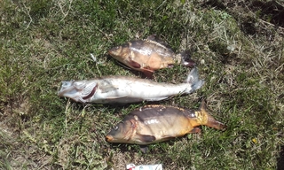 Mirror carp