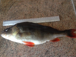 Eurasian perch
