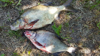 Carp bream
