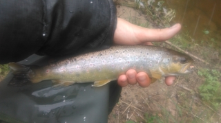 Brown Trout