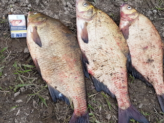 Carp bream