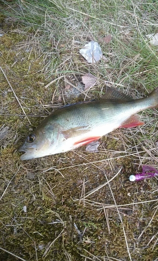 Eurasian perch
