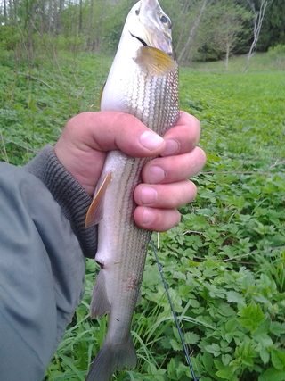 Grayling