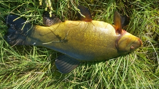 Tench
