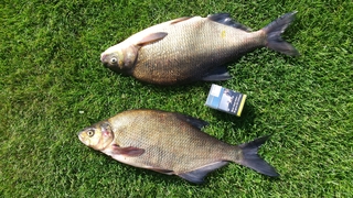 Carp bream