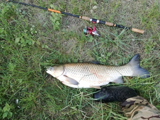 Grass carp