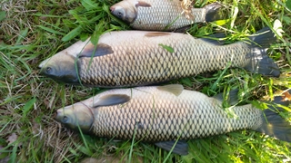 Grass carp