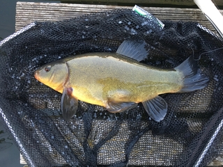 Tench