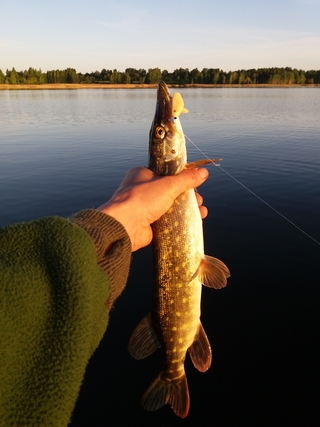 Northern Pike