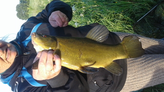 Tench
