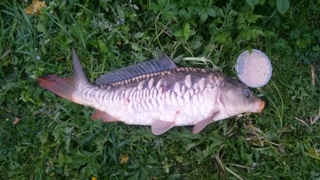Mirror carp