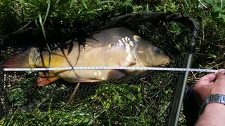 Mirror carp