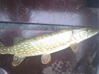 Northern Pike