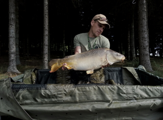Mirror carp