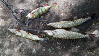 Northern Pike