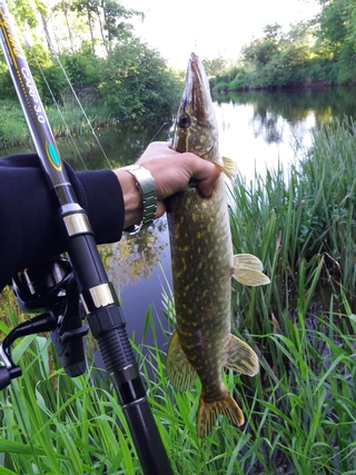 Northern Pike