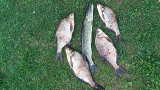 Carp bream
