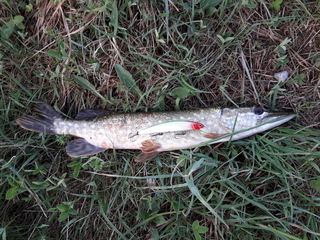 Northern Pike