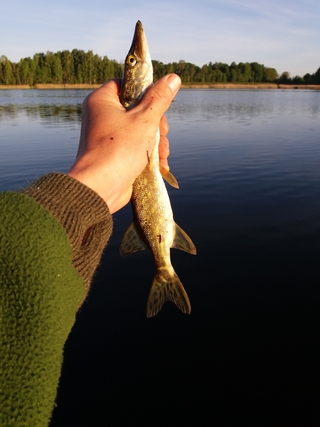 Northern Pike