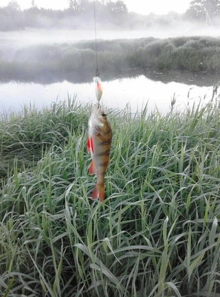 Eurasian perch