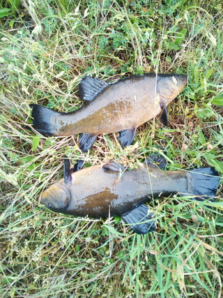 Tench