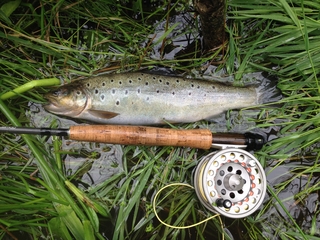 Brown Trout