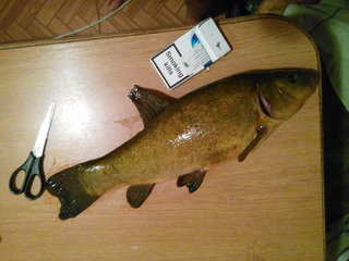 Tench