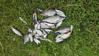 Carp bream