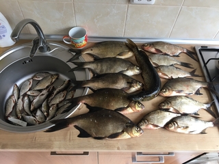 Carp bream