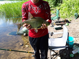 Carp bream