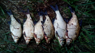 Carp bream