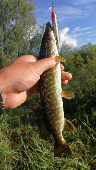 Northern Pike