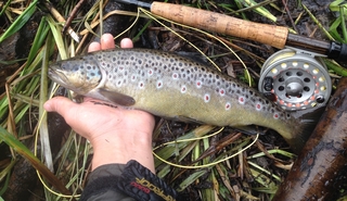Brown Trout