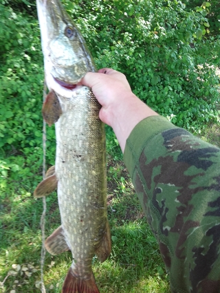 Northern Pike