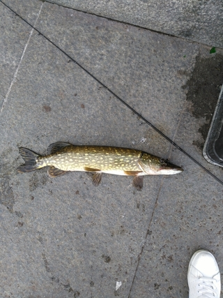 Northern Pike